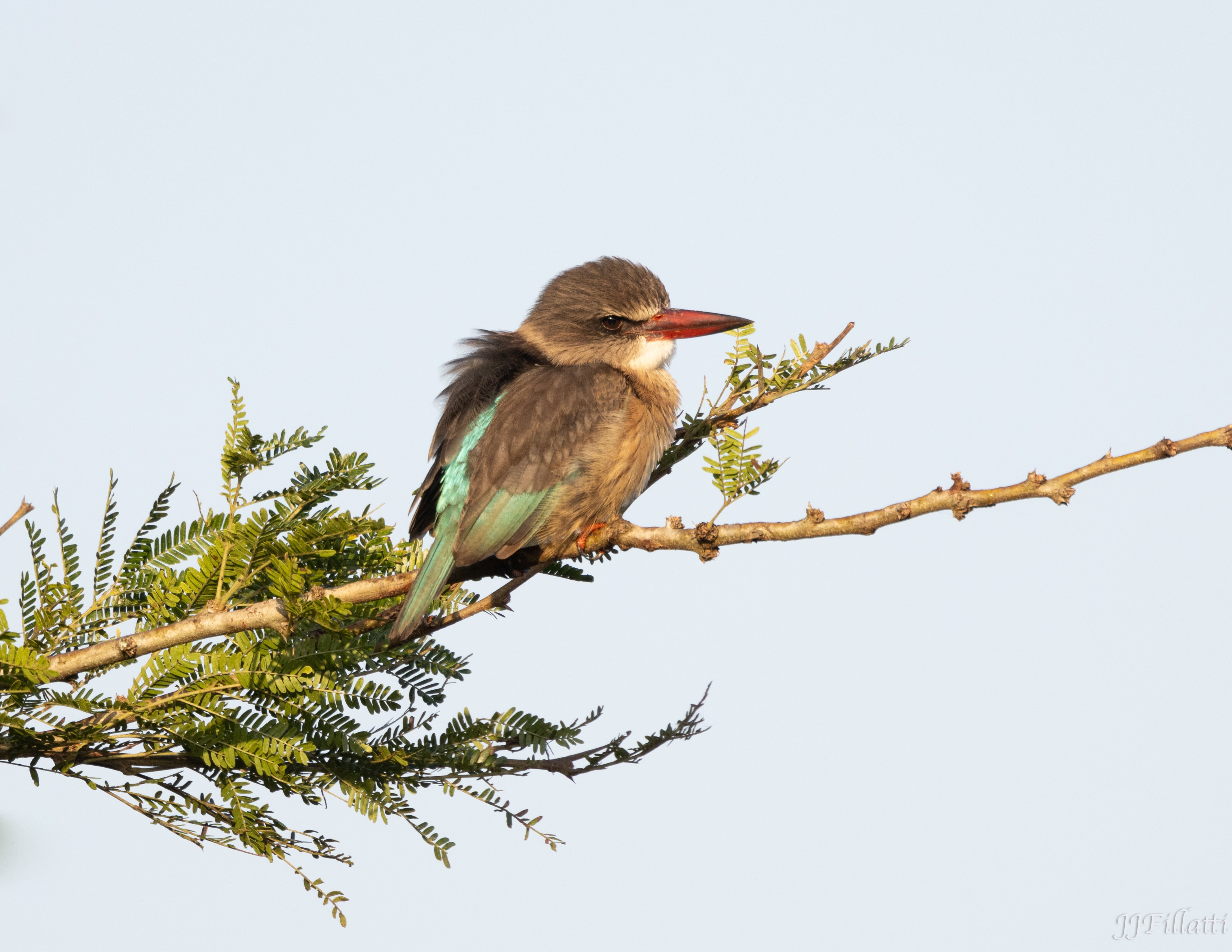 wildlife of Zimanga image 53